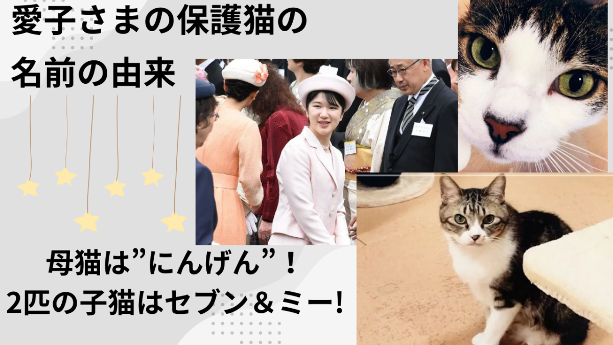 愛子さまの保護猫の名前の由来は？母猫は”にんげん”！2匹の子猫はセブン＆ミー!